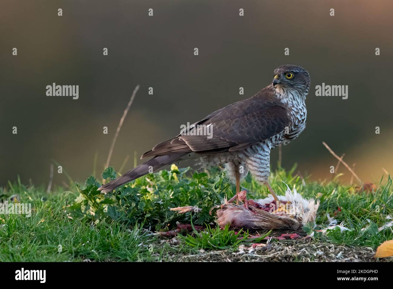 Sparrowhawk (Accipiter nisus) in a forest clearing at dusk Stock Photo