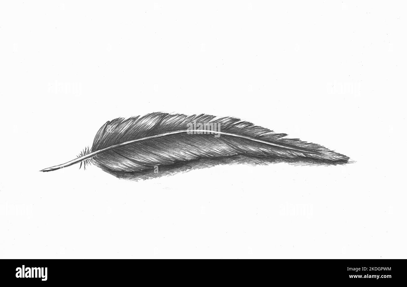 Pencil drawing of feather. Drawn by the photographer Stock Photo
