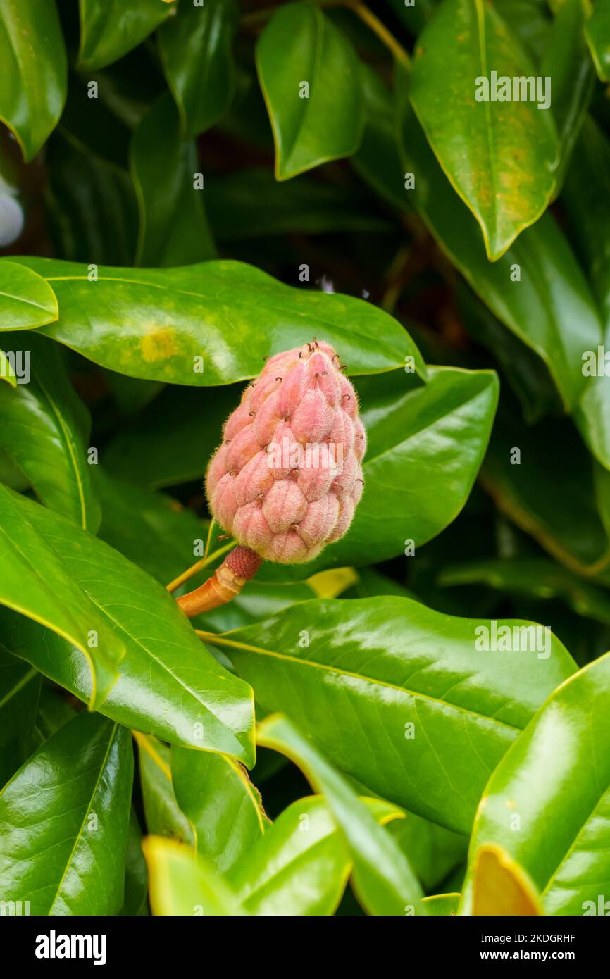 Flower buds on a tree branch with green succulent leaves on a sunny day ...