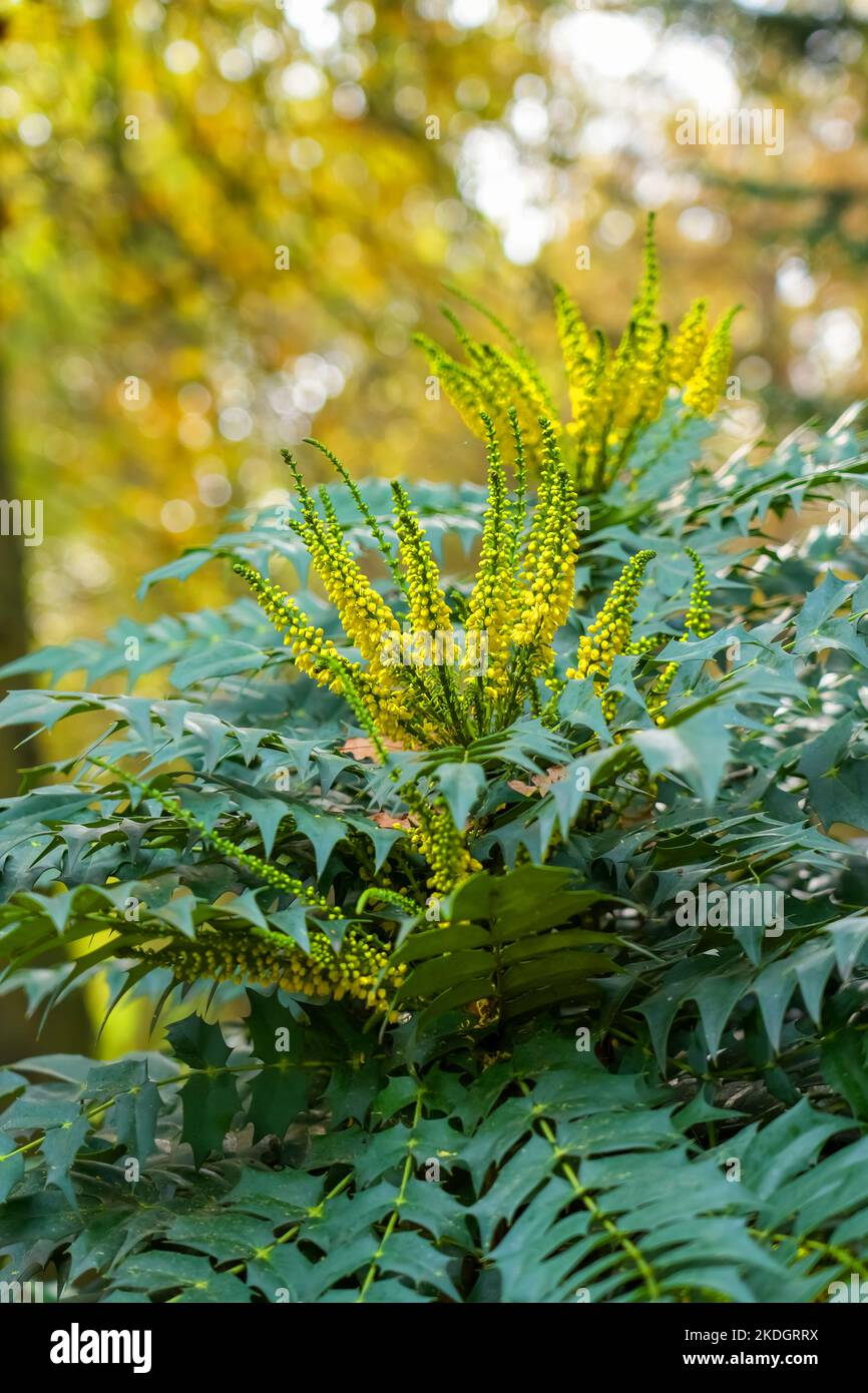 Flowering plant with bright yellow flowers close-up. Mahonia japonica Stock Photo