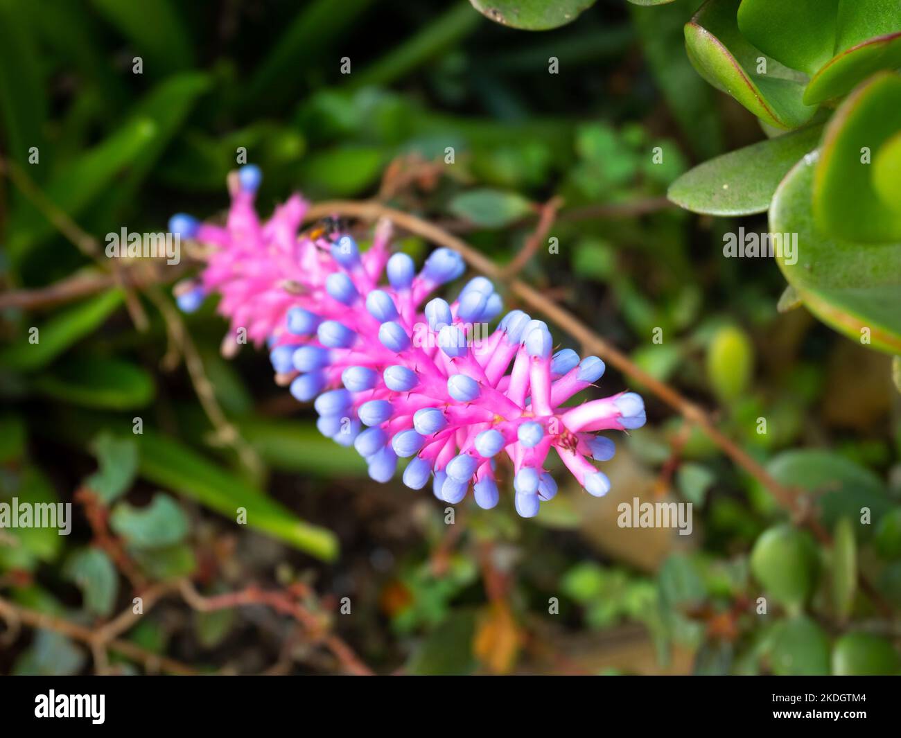 A Pink and Purple Flower like Matches, Knows as Bromeliad Endemic (Aechmea gamosepala) is in the Middle of the Garden Stock Photo