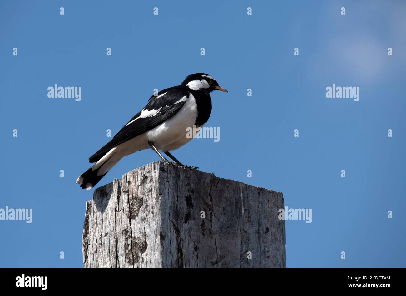 A Magpie-lark (Grallina cyanoleuca) perched on a wooden stand in Sydney, NSW, Australia (Photo by Tara Chand Malhotra) Stock Photo