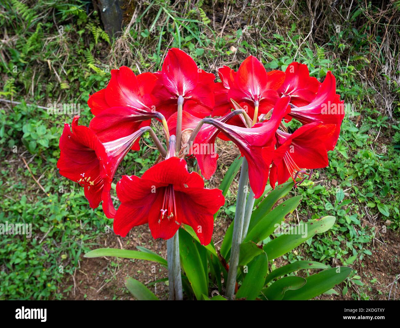 The Red Flower Knows as Striped Barbados Lily (Hippeastrum striatum) is in the Garden Stock Photo