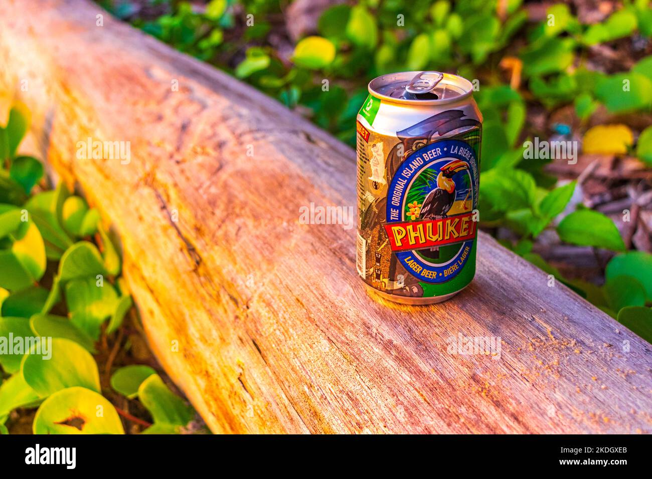 Drinking a can of cold Phuket beer on the beach in paradise in Naithon Beach Sakhu Thalang on Phuket island Thailand in Southeastasia Asia. Stock Photo