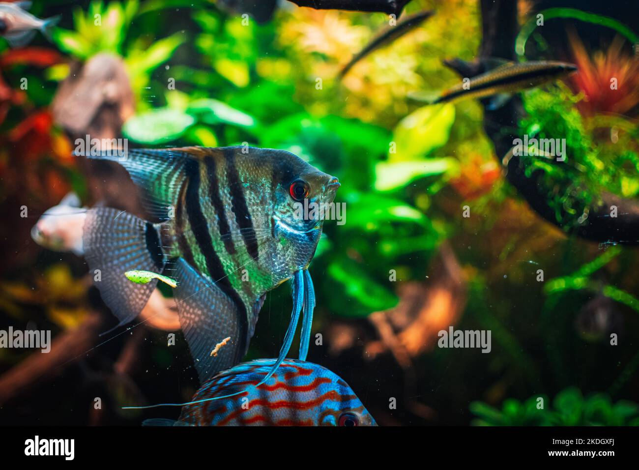 lovely angel fish in my aquarium Stock Photo - Alamy
