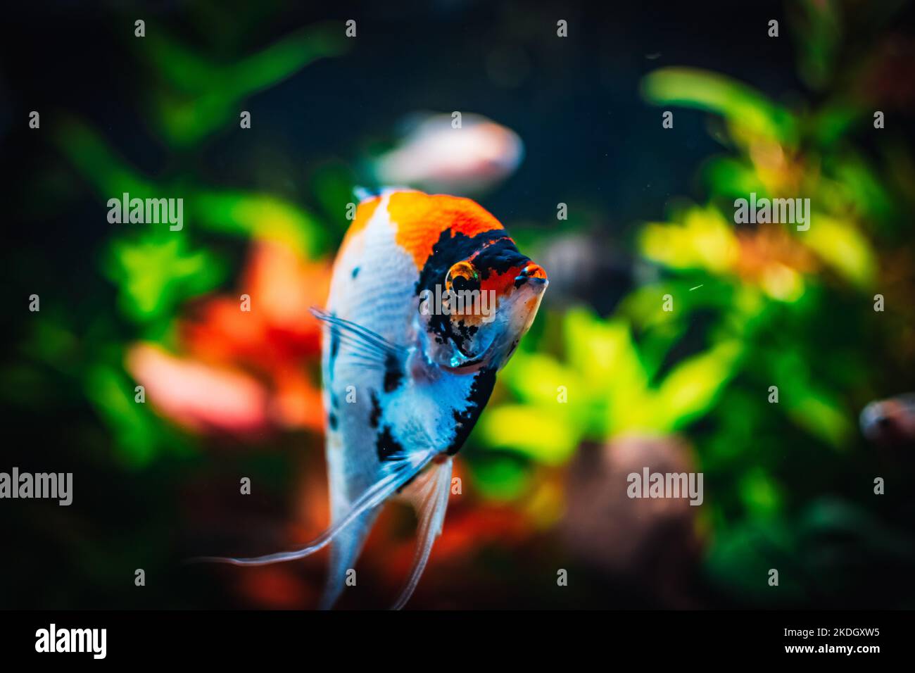 lovely angel fish in my aquarium Stock Photo