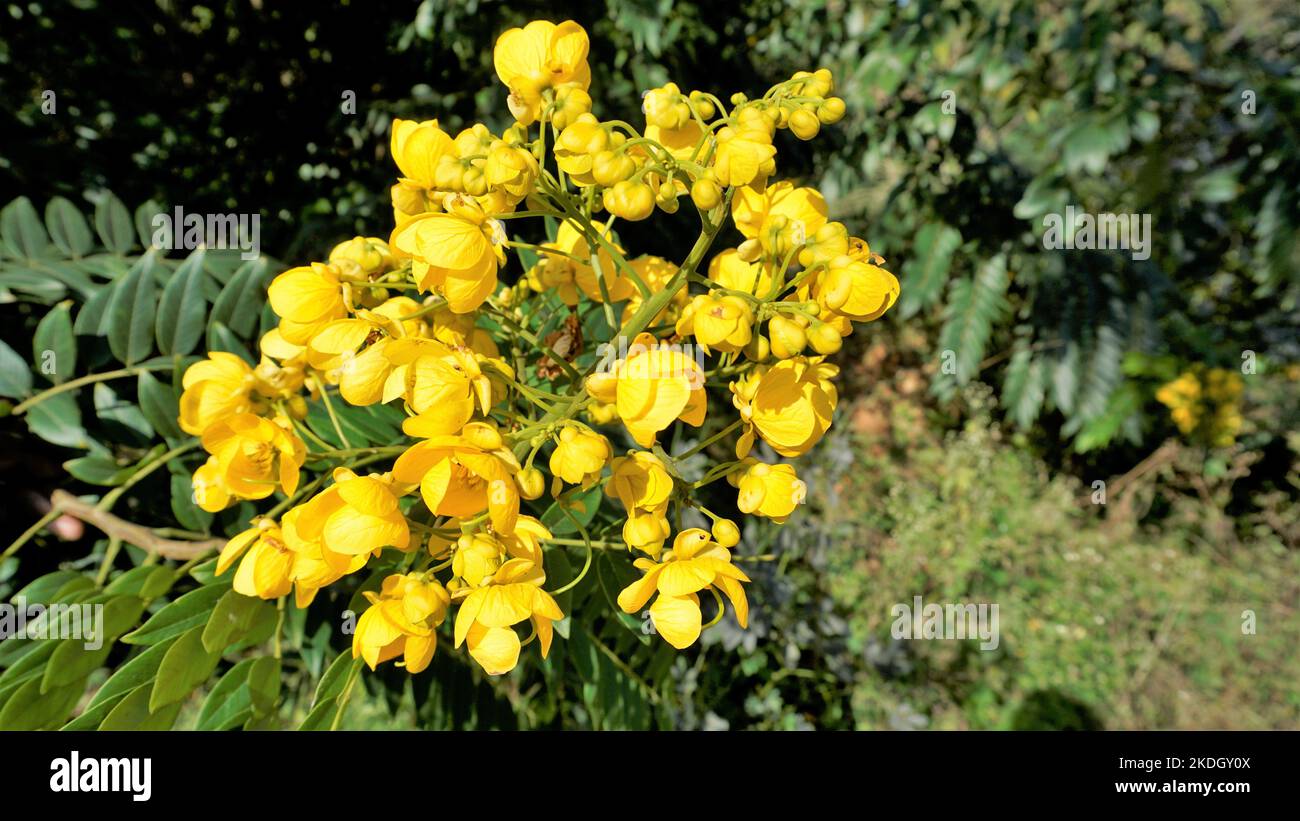 Closeup of beautiful flowers of Senna spectabilis known as Casia amarilla, Whitebark senna, yellow shower. Also known as golden wonder tree Stock Photo