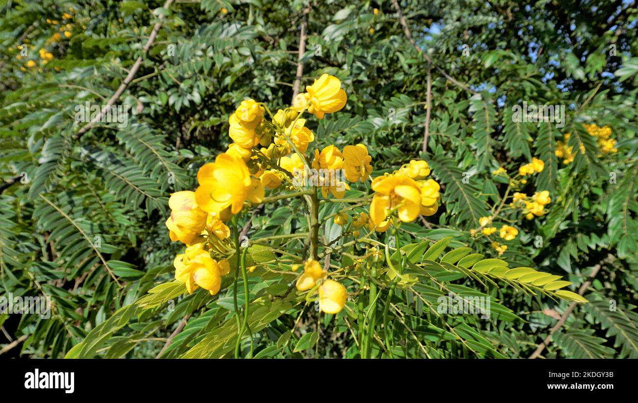 Closeup of beautiful flowers of Senna spectabilis known as Casia amarilla, Whitebark senna, yellow shower. Also known as golden wonder tree Stock Photo