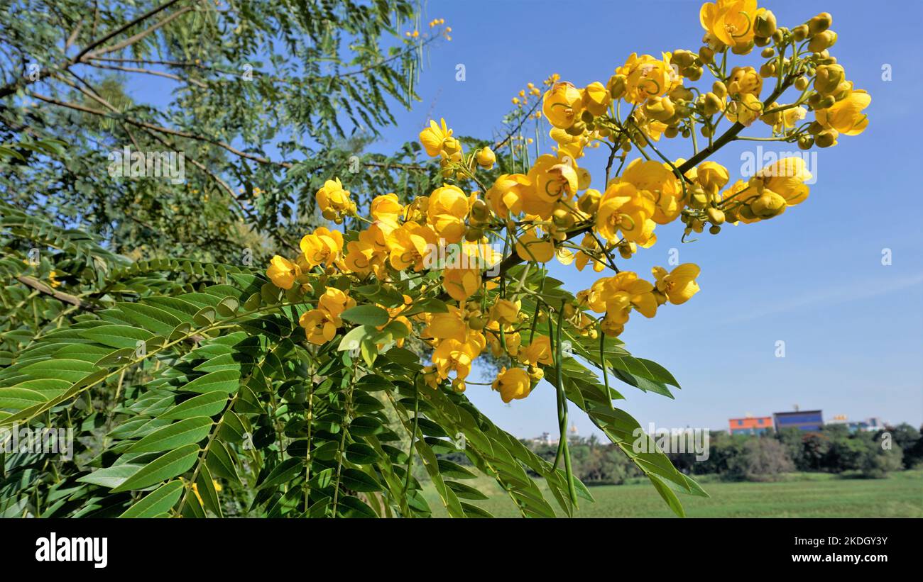 Closeup of beautiful flowers of Senna spectabilis known as Casia amarilla, Whitebark senna, yellow shower. Also known as golden wonder tree Stock Photo