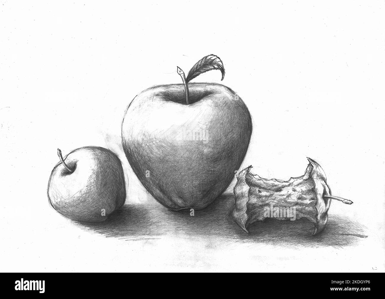Black and white apples. Charcoal drawing of three apples. Drawn by the photographer. Stock Photo