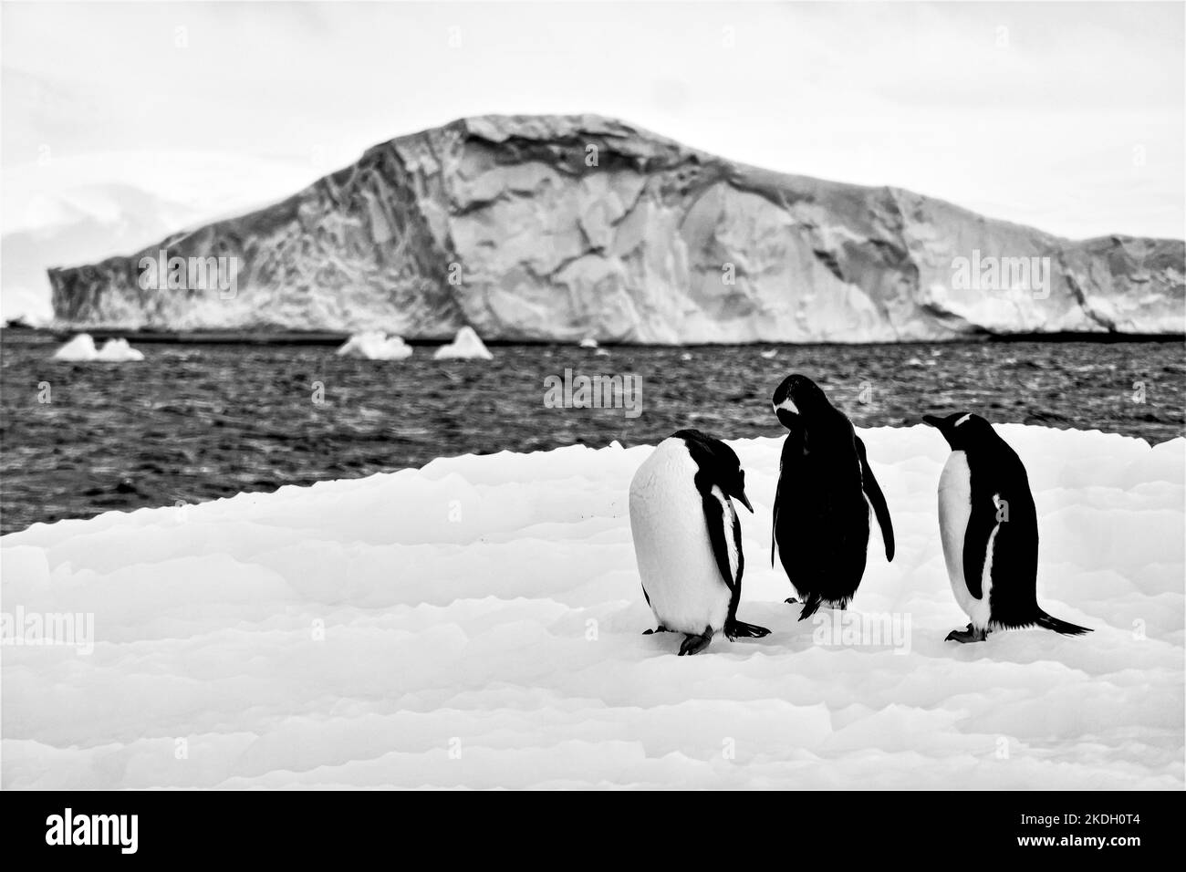 Antarctica penguins Black and White Stock Photos & Images - Alamy