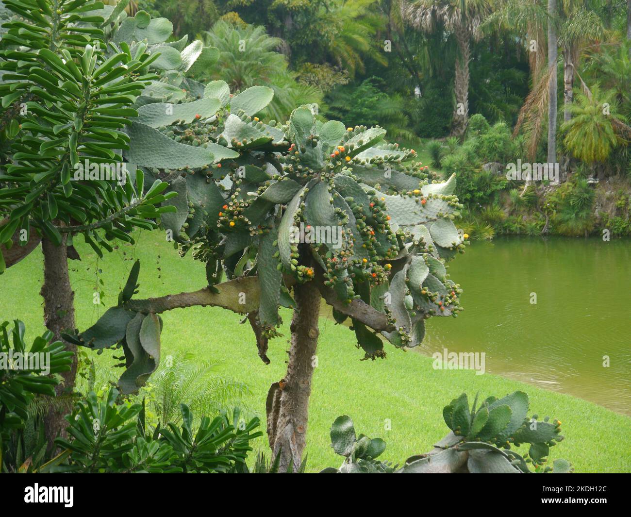 Tropical plants background hi-res stock photography and images - Alamy