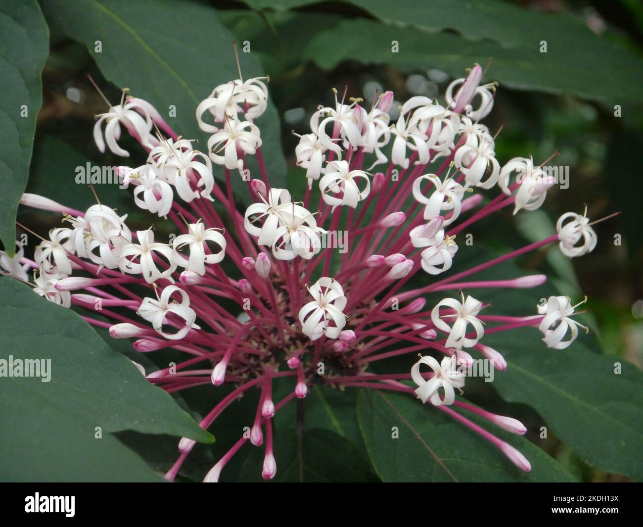 Clerodendrum quadriloculare, firecracker plant, bagawak or bagawak morado, the plants produce flowers that look great in a garden, the showy flower Stock Photo
