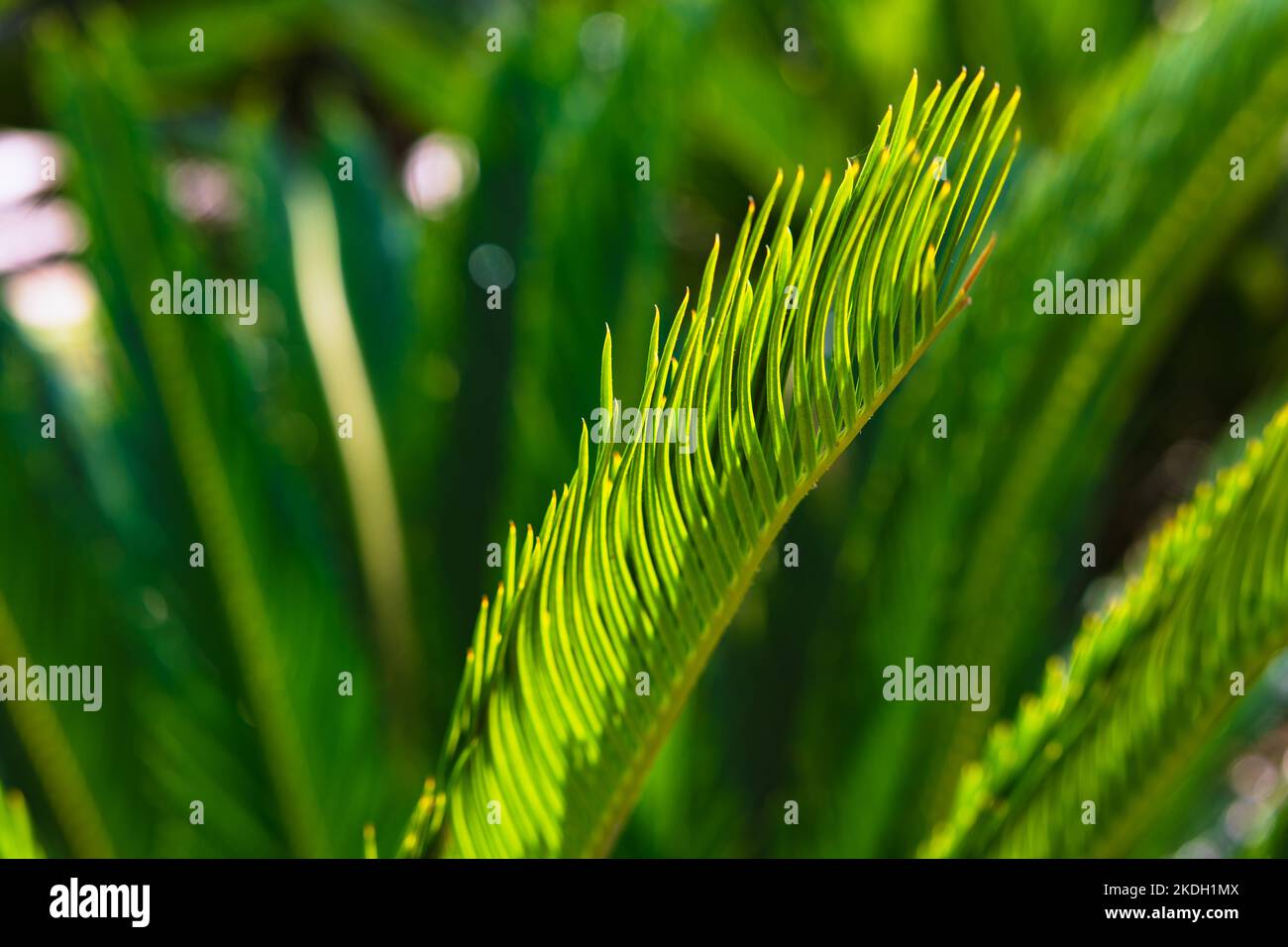 Sago Palm leaves in focus. Cycas Revolute or Japenese Cycad. Decorative plants. Stock Photo