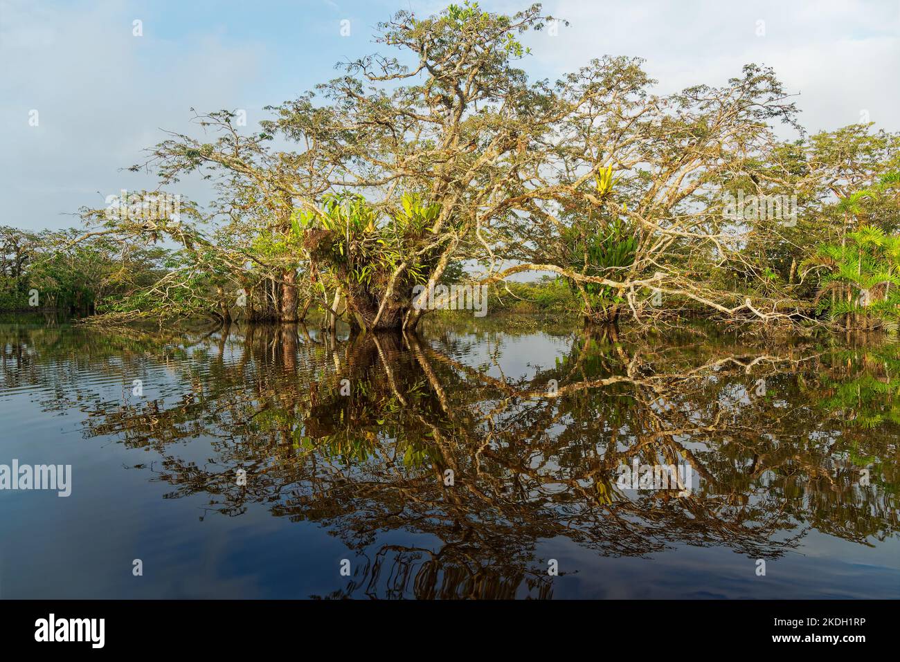 Amazonian landscape, Cuyabeno in Ecuador, sunset or sunrise in the wetland, beautiful travel experience, water reflection. Stock Photo