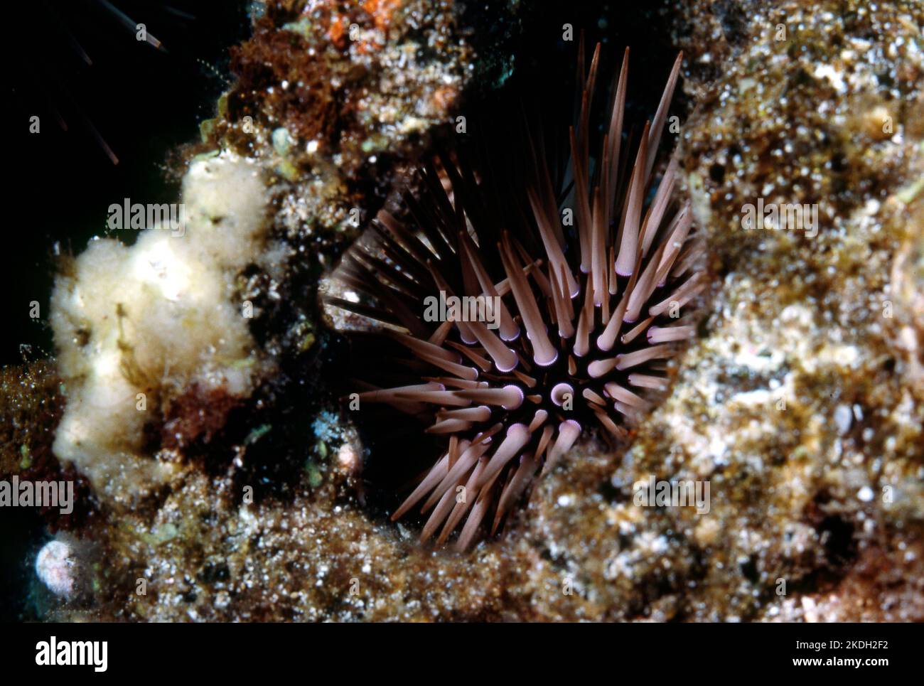 Rock Boring Urchin, Hawaii Stock Photo