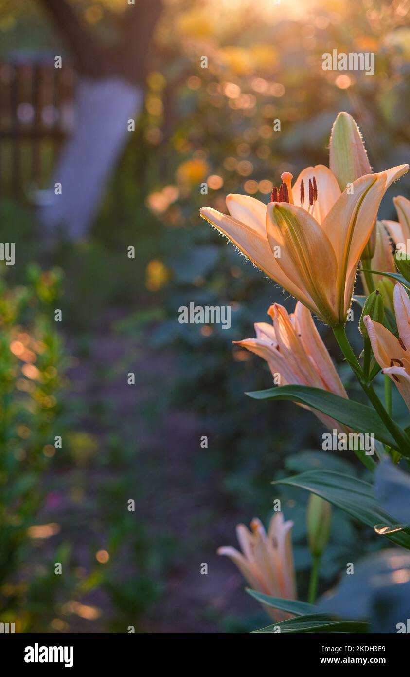 Summer flower garden hi-res stock photography and images - Alamy