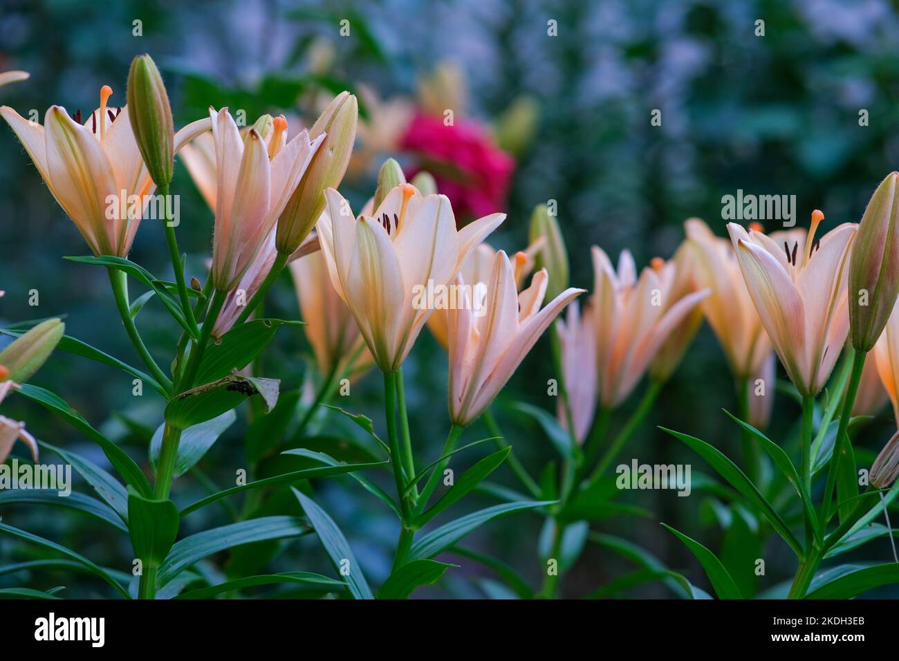 Beautiful summer flower hi-res stock photography and images - Alamy