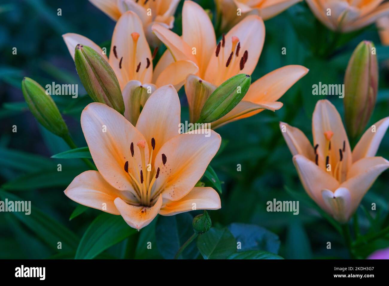 Summer flower garden hi-res stock photography and images - Alamy