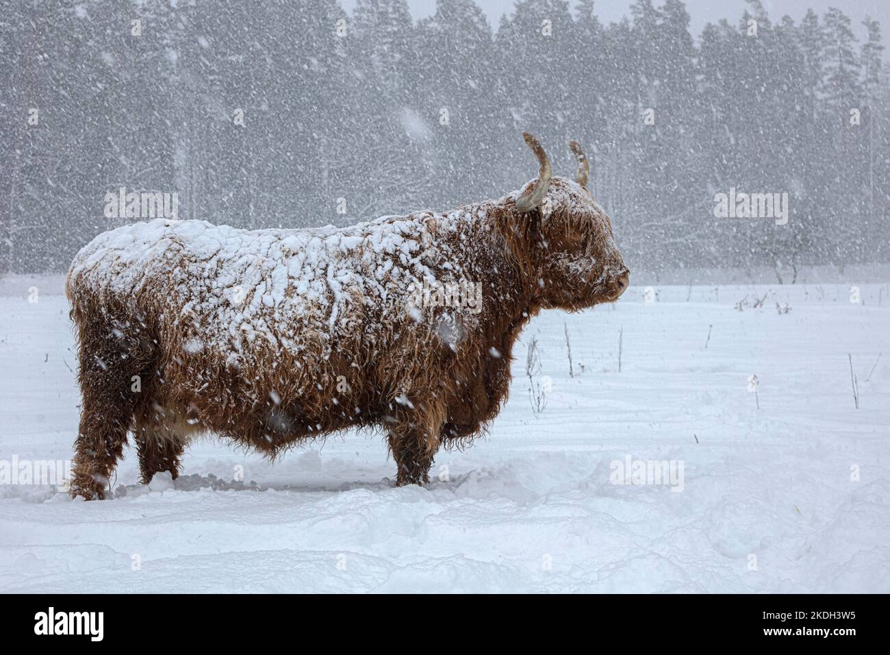 Cow in winter. Cow in snowfall. Scottish highland cattle in winter. Stock Photo