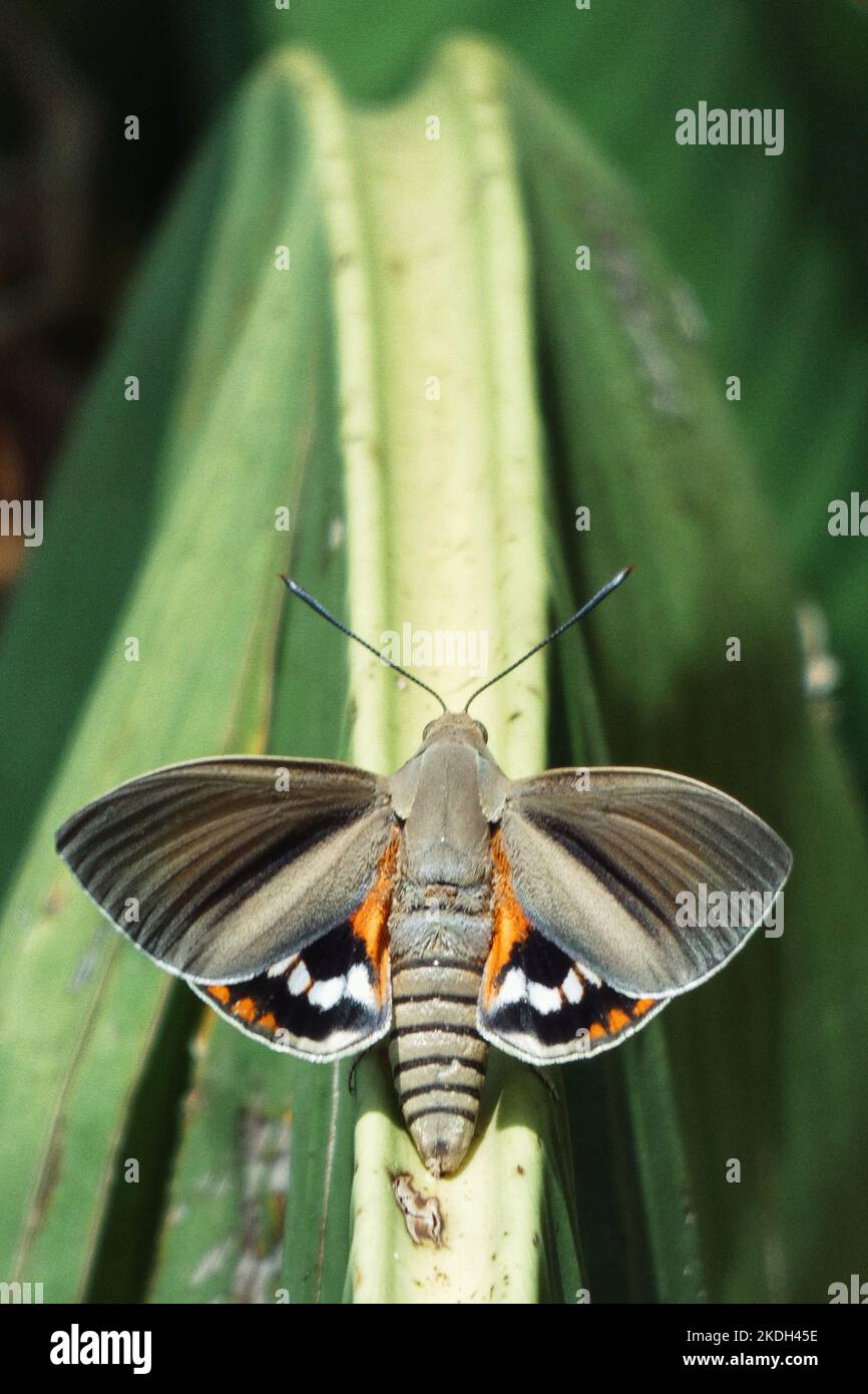 Occhi farfalla hi-res stock photography and images - Alamy