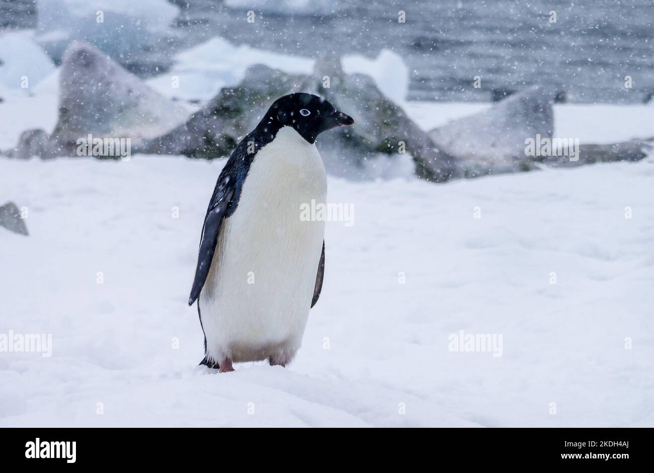 Penguin with snow, ice, ocean or land in the background Stock Photo