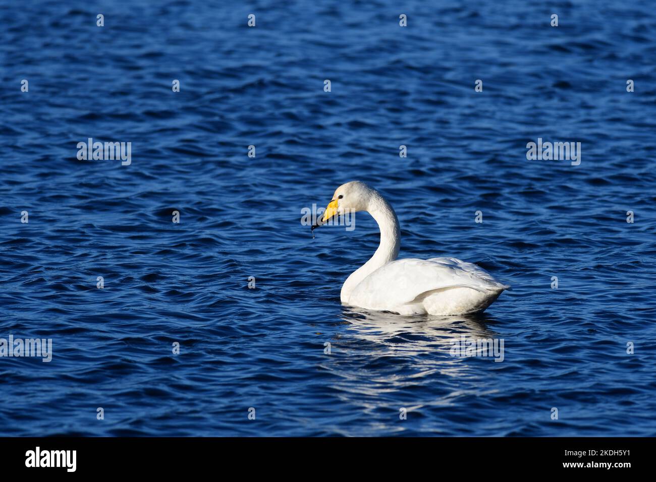 Whooper Swans Scotland Stock Photo