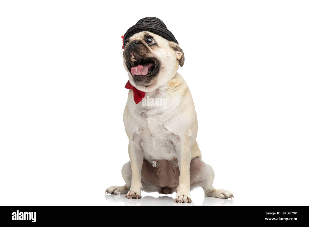 Black pug in red bow hi-res stock photography and images - Alamy
