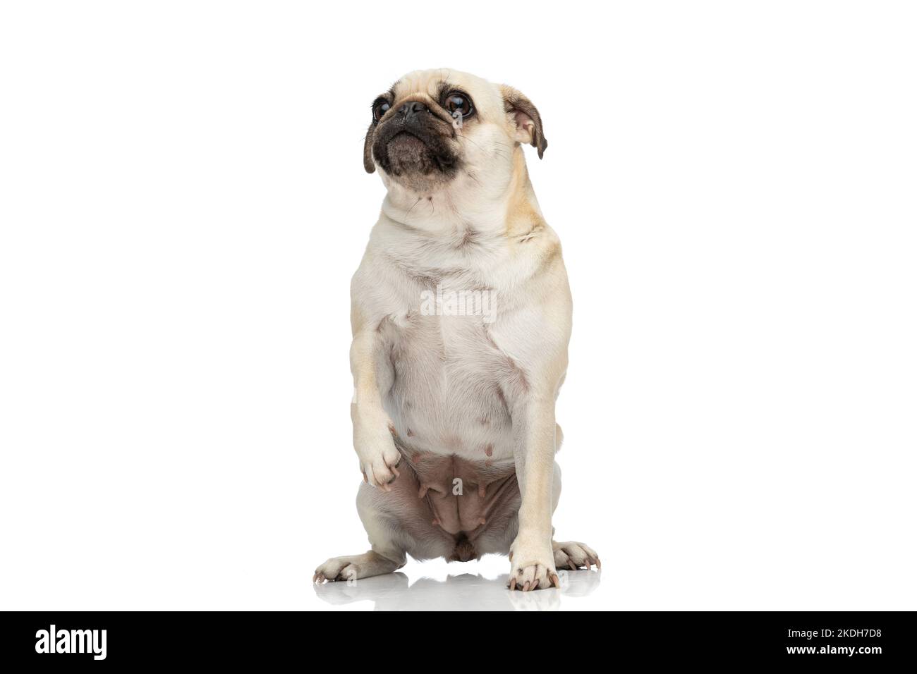 full body picture a cute pug dog standing on Hind legs and looking At