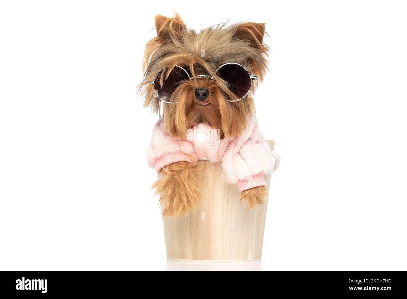 cute yorkie dog sitting in a bucket, sticking his tongue out and ...