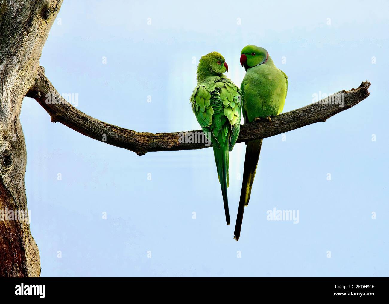 Ring-necked Parakeet Couple (Psittacula krameri) on a branch, Hampstead Heath, London Stock Photo