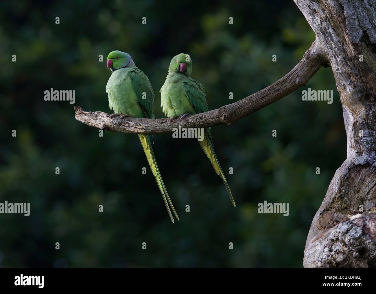 Ringed-Neck Parakeet Couple (Psittacula krameri) perching on a branch, Hampstead Heath, London Stock Photo