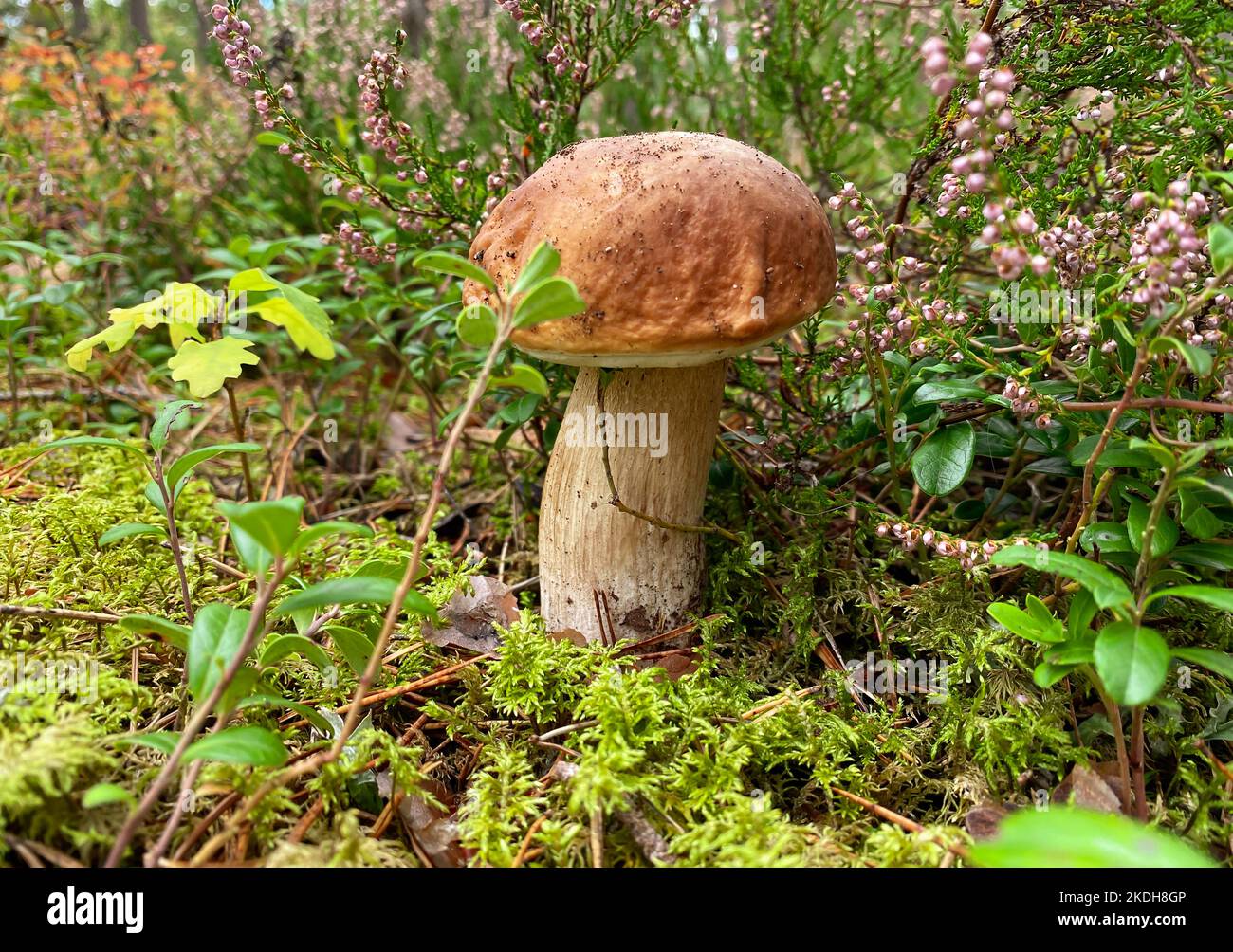 A close-up in the forest is a white mushroom - a mushroom from the genus Boletus, the most valuable edible mushroom Stock Photo