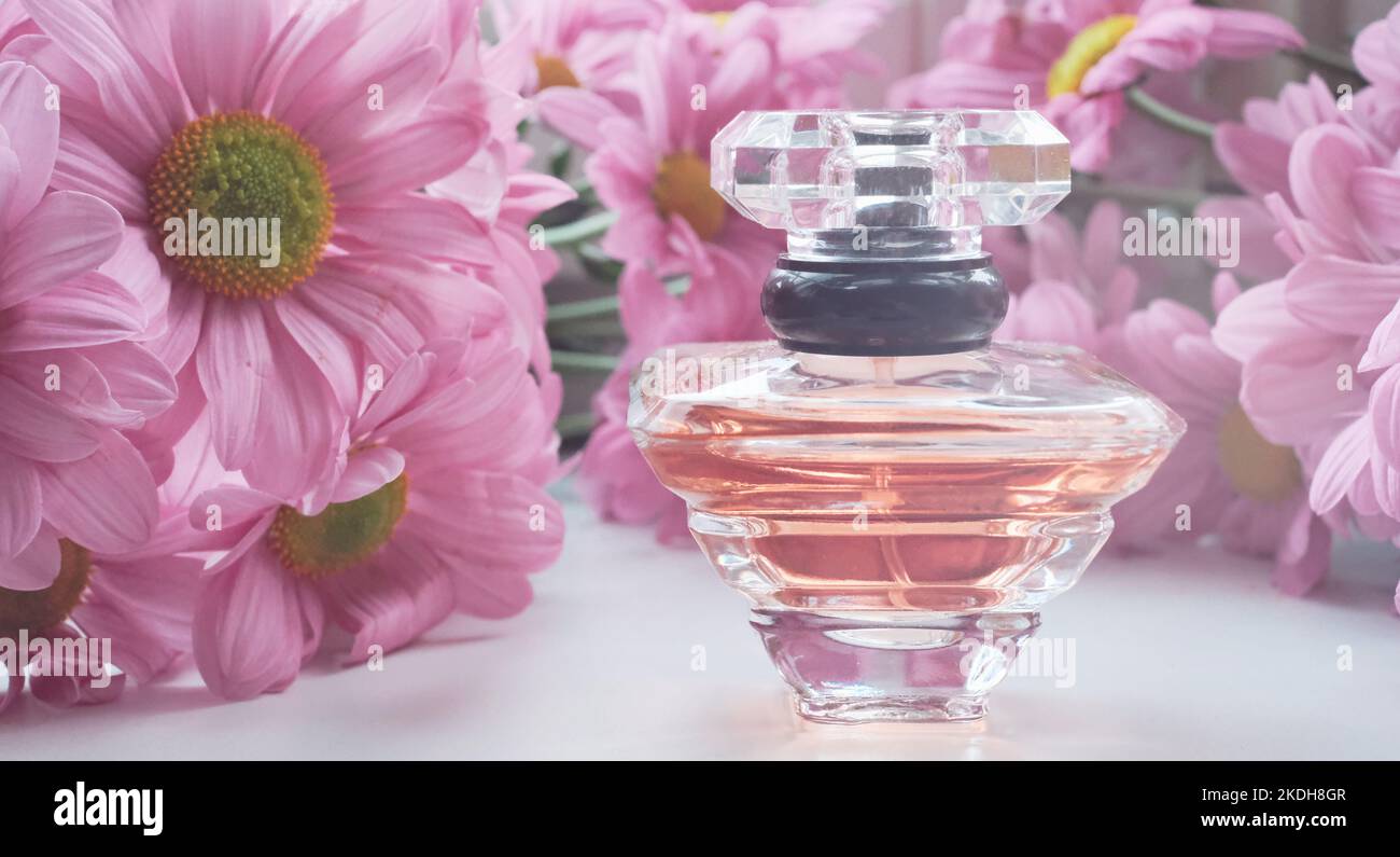 A perfume bottle surrounded by pink chrysanthemum flowers. Eau de toilette, eau de parfum, beauty concept Stock Photo