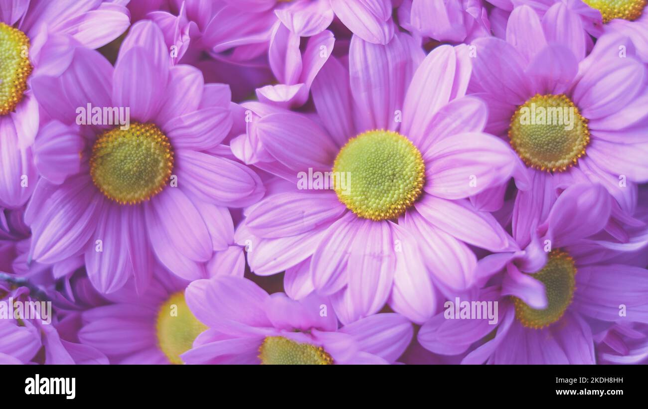 Flowers composition from pink hydrangea flowers. Spring, summer template for your projects. Stock Photo