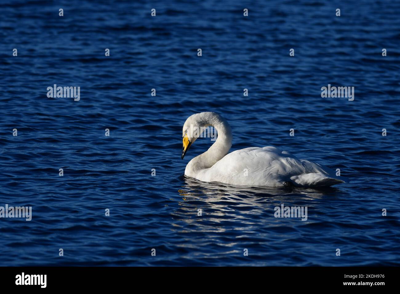 Whooper Swans Scotland Stock Photo