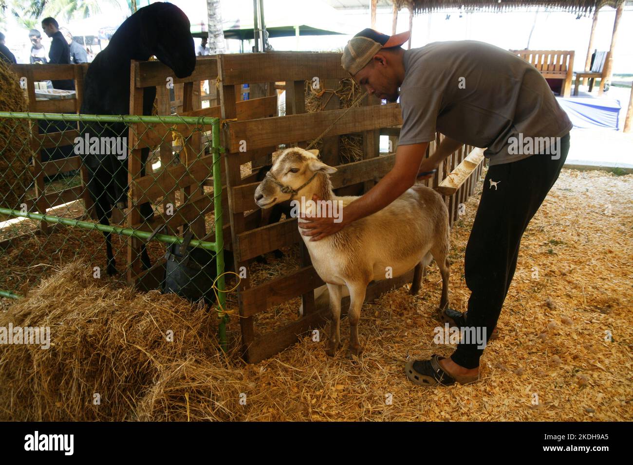 With the participation of more than 70 companies from the livestock, sheep, goat, agricultural, commercial, hardware and automotive sectors, they met at the facilities of the Hotel Tibisay del Lago, this Sunday, November 6, 2022 in the city of Maracaibo, Venezuela. The National Federation of Livestock Farmers (Fedenaga) and the Federation of Livestock Farmers of the Maracaibo Lake Basin (Fegalago) organized this Expo Livestock Congress. The productive potentialities to be developed in the private livestock sector hope to get ahead of the crisis and overcome the current obstacles and challenges Stock Photo