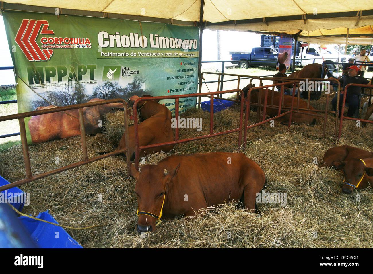 With the participation of more than 70 companies from the livestock, sheep, goat, agricultural, commercial, hardware and automotive sectors, they met at the facilities of the Hotel Tibisay del Lago, this Sunday, November 6, 2022 in the city of Maracaibo, Venezuela. The National Federation of Livestock Farmers (Fedenaga) and the Federation of Livestock Farmers of the Maracaibo Lake Basin (Fegalago) organized this Expo Livestock Congress. The productive potentialities to be developed in the private livestock sector hope to get ahead of the crisis and overcome the current obstacles and challenges Stock Photo