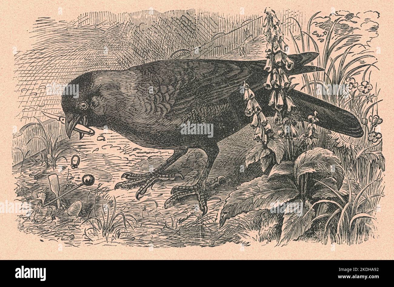 Black & white antique illustration shows a black bird. Vintage ...