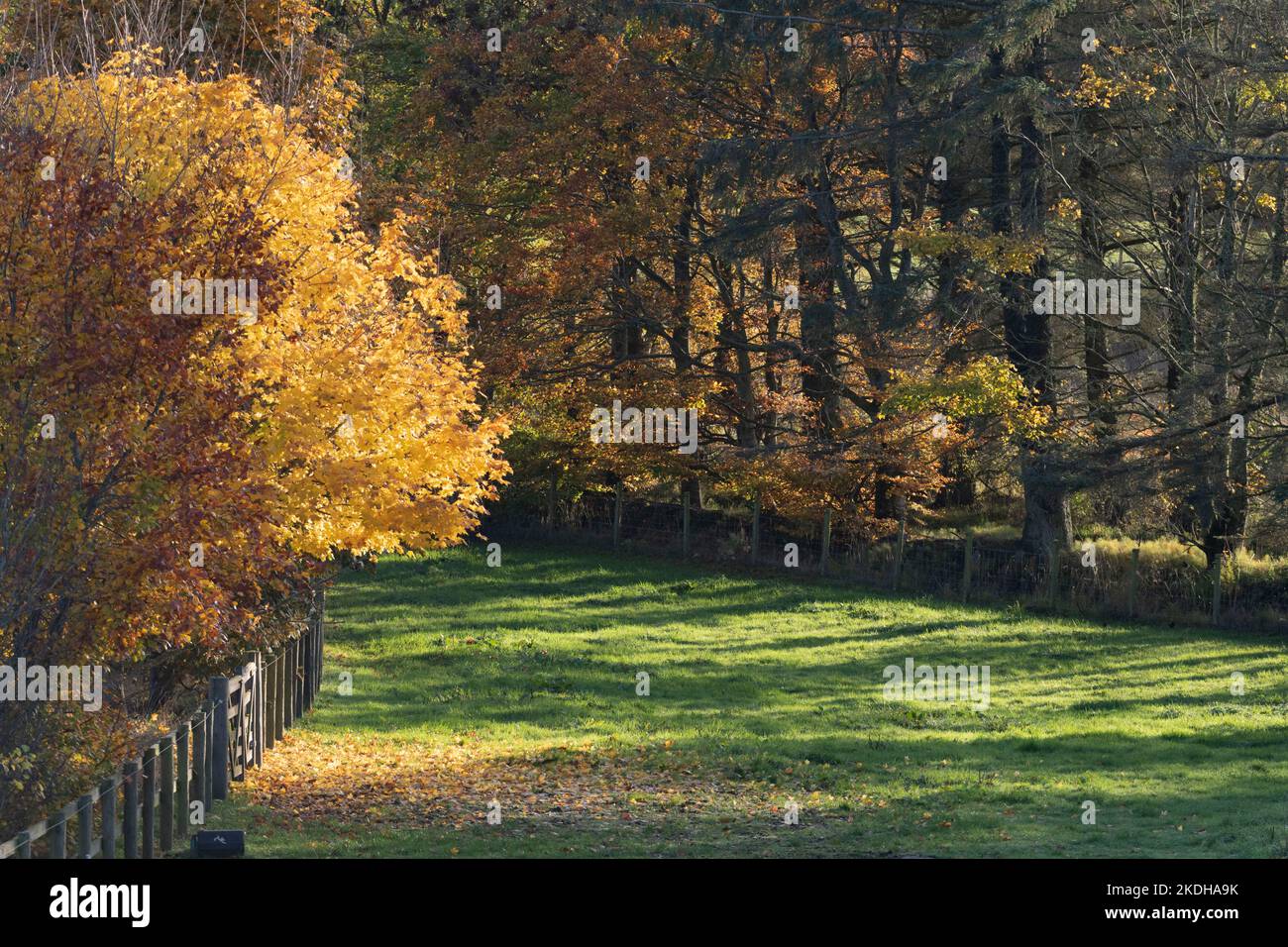 A Field in Autumn Surrounded by Colourful Foliage Stock Photo