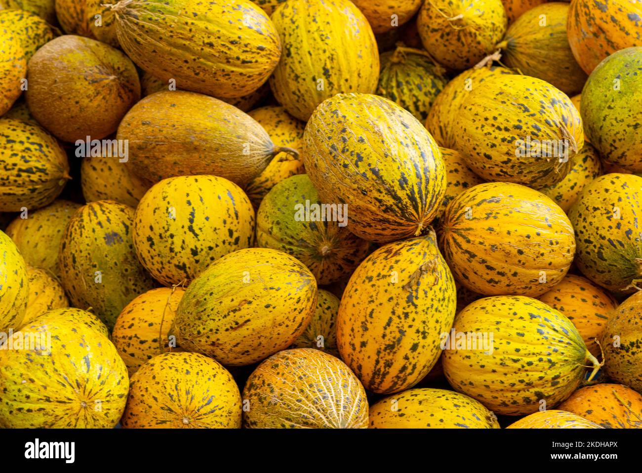 Yellow Spotted Melons In Local Market Istanbul Turkey Stock Photo Alamy