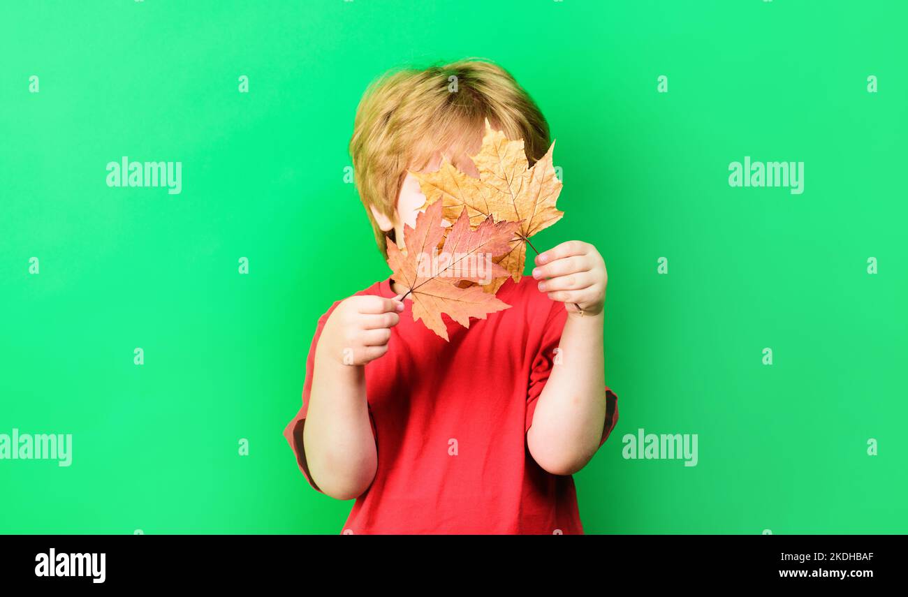 Little child boy hides by yellow maple leafs. Autumnal mood. Autumn leaves. Copy space. Advertising. Stock Photo