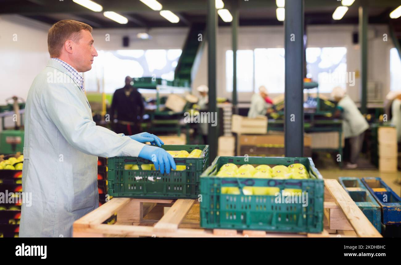 Man arranges boxes with apples after packaging at apples factory Stock Photo