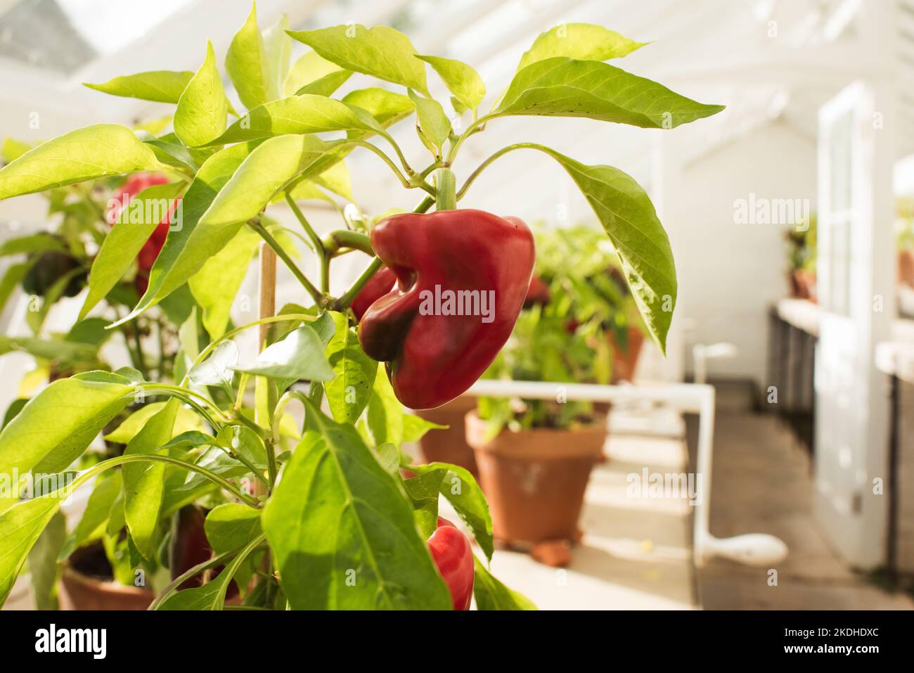 red pepper growing in a green house Stock Photo Alamy