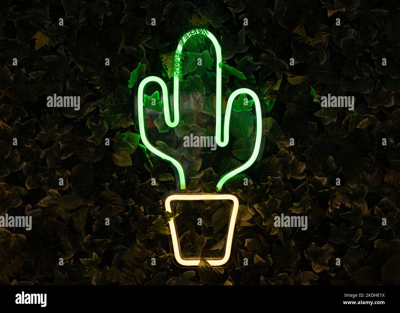 light up cactus on a wall of leaves Stock Photo