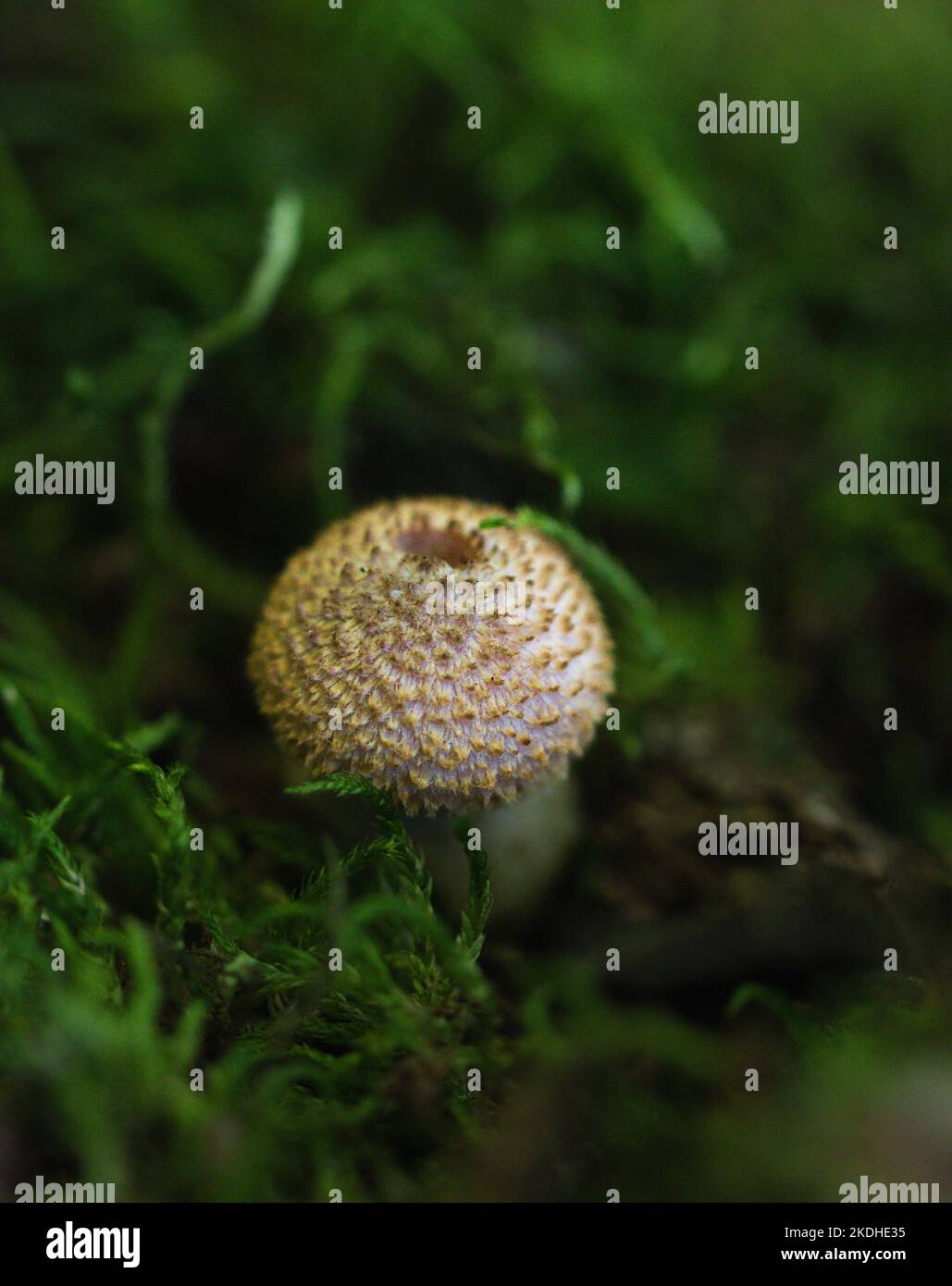 Close up of single mushroom growing in green moss on forest floor. Stock Photo