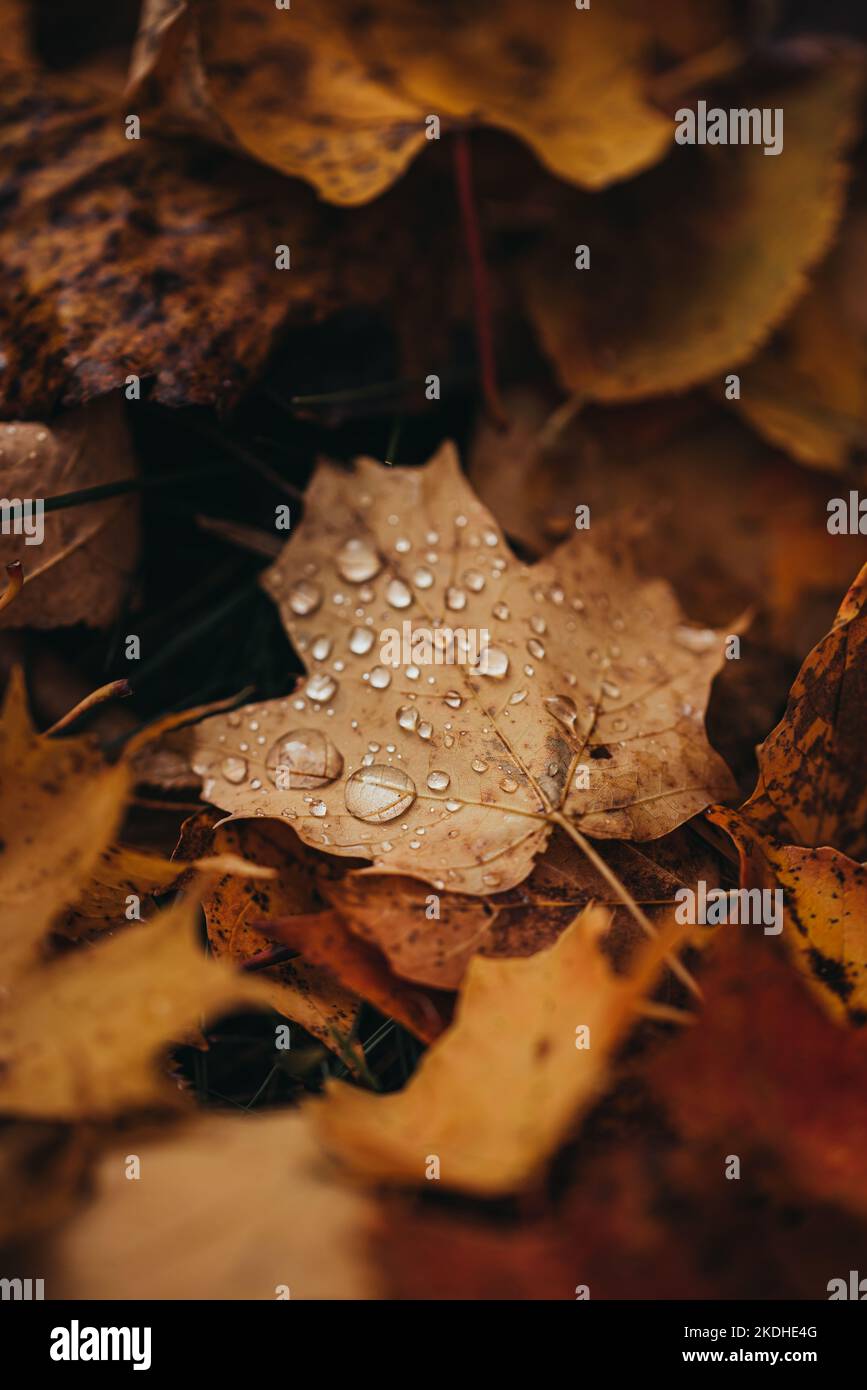Close up of fallen leaves on ground in autumn covered in raindrops. Stock Photo