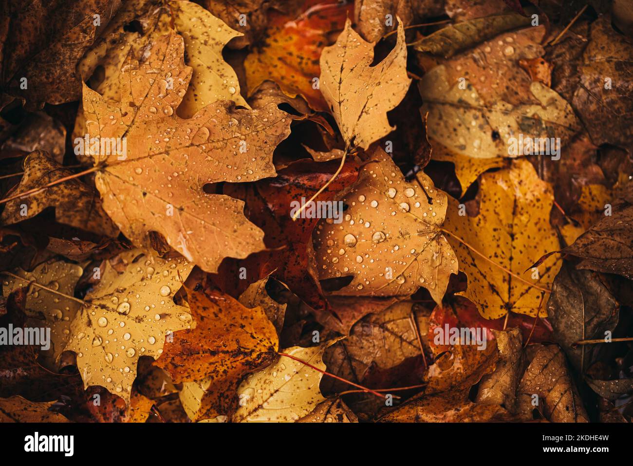 Close up of fallen leaves on ground in autumn covered in raindrops. Stock Photo