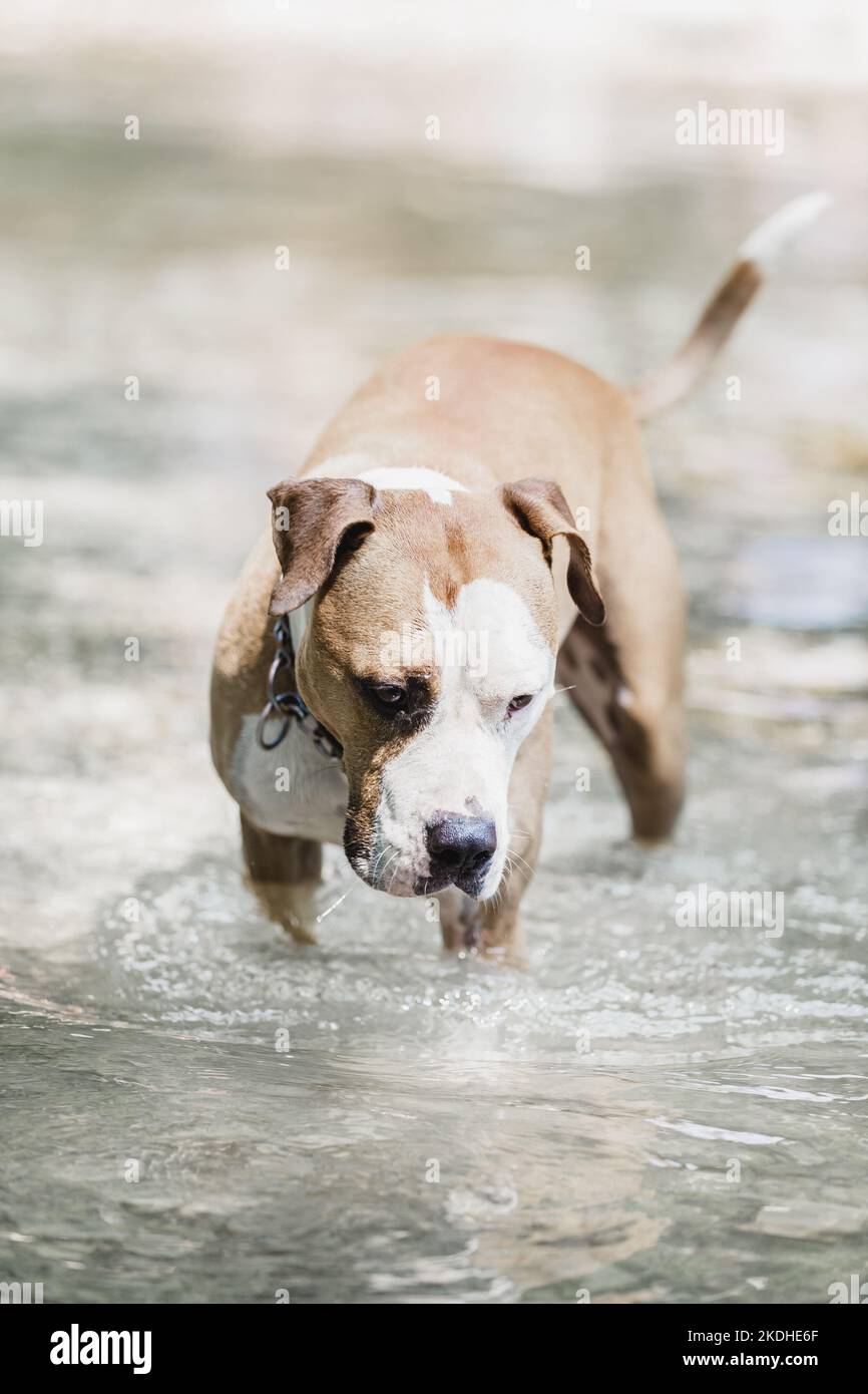 Brown and white American staffordshire terrier dog wearing collar playing in shallow riverbed. Stock Photo