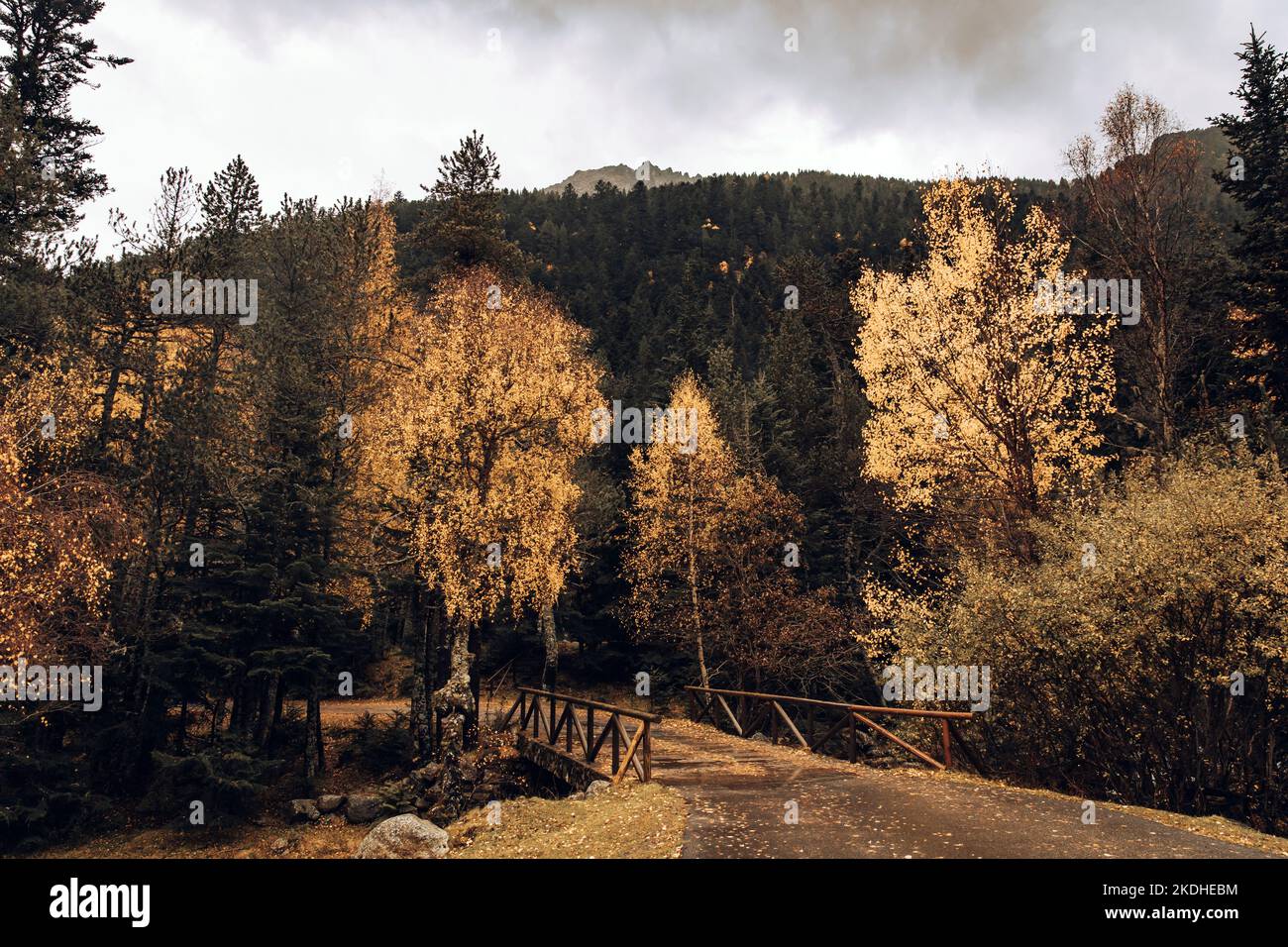 Path in a valley of mountains surrounded by trees in autumn Stock Photo ...
